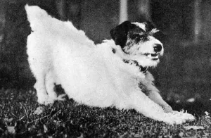 Murray Prints: Morty the dog, mascot of WW1
