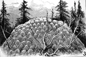 1883 Prints: Mound of Deposits from Fountain, Yellowstone, 1883