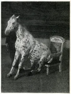 Animal Prints: Mr Goodnight, performing horse at the London Hippodrome