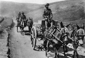 Carts Prints: Mule carts of the Indian transport service during WWI