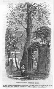 Cottage Prints: Nelson / Tree / Kentish Town