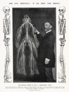 College Prints: Are you nervous? If so, find the nerve! Photograph of Dr