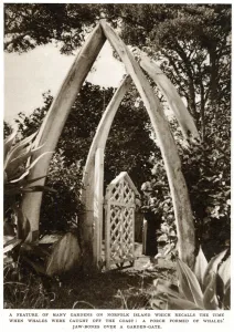 Bones Prints: Norfolk Island garden with whale bones, 1939