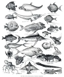 Angel Prints: Odd fish by Louis Wain