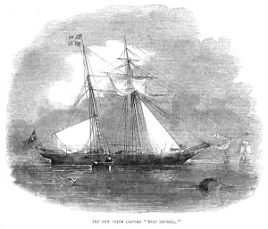 Yacht Prints: The opium clipper Wild Dayrell