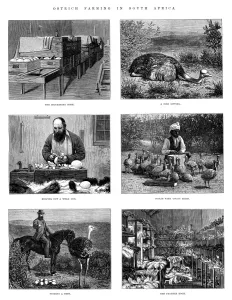 Ostrich Prints: Ostrich Farming In South Africa