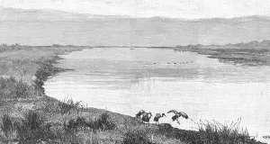 Cattle Prints: OXUS RIVER (ABU DARYA)