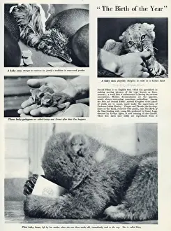 Year Prints: Page from The Bystander reporting on the nature documentaries made by Strand Films under