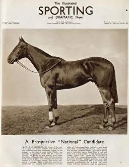 1940 Prints: Paladin, the horse owned by Mr. R. Holbech featured on the front cover of The Illustrated