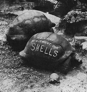 Patriotic Prints: Patriotic slogan on a London Zoo tortoise, WW1