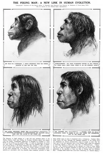 Human Prints: Peking Man A new link in human evolution
