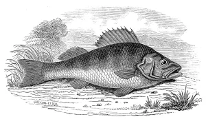 1846 Prints: A Perch, 1846