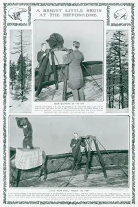 Variety Prints: Performing bear at the London Hippodrome