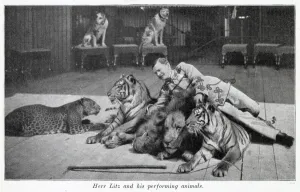 Lion Prints: Performing cats 1903