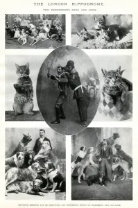 1900 Prints: Performing cats and dogs at the London Hippodrome
