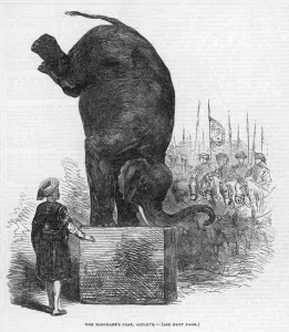 Elephants Prints: Performing Elephant
