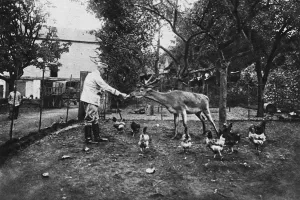 Stag Prints: The pet of a French rest camp: a tame stag