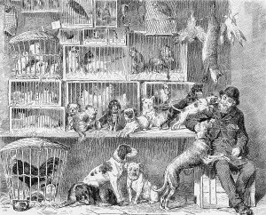 Shops Prints: PET SHOP, LONDON