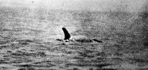 Believed Prints: Photo of the Loch Ness Monster?