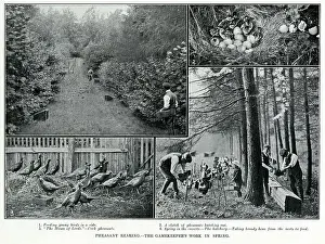 Game Prints: Photographs showing stages of pheasant rearing by gamekeepers. Date: 1912