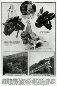 Harness Prints: Pigeon as Military observer 1914