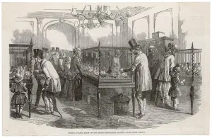 Visitors Prints: Pigeon Show, London