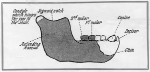Link Prints: The Piltdown jaw: a reconstruction by W. P Pycraft