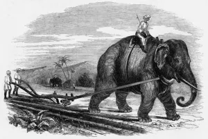 Cane Prints: Ploughing, Elephant