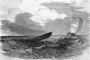 Portugal Prints: PLUMPER SEA SERPENT