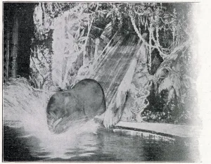 Elephants Prints: Plunging elephants at the London Hippodrome