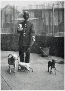 Bringing Prints: Policeman Bringing Four Dogs to Battersea Dogs Home 1919