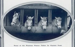 Ponies Prints: Ponies of the Scott Polar Expedition