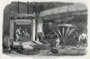 Pressing Prints: Pressing Cider Apples