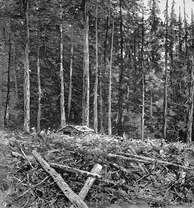 Ancient Prints: The Primeval Forest at Burrards Inlet, British Columbia, 18