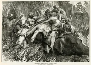 Elephants Prints: Prince of Wales tiger shooting 1876