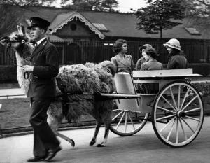 Queen Elizabeth II Prints: Princess Elizabeth, Princess Margaret at the zoo
