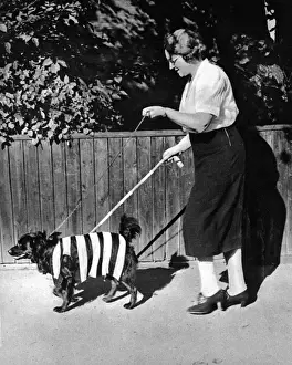 Jun16 Prints: Protective colouring for black outs, WWII - hi vis dog