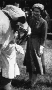 Cattle Prints: Queen Elizabeth II inspecting a cattle champion, 1957