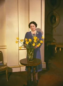Daffodils Prints: Queen Mother arranging daffodils