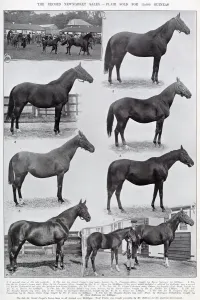Baird Prints: Record Newmarket Sales - Flair sold for 15, 000 guineas