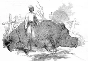 Camp Prints: Rhinoceros found in Rundheer Singhs Camp, Bengal, 1852