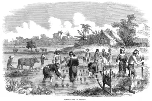 Fields Prints: Rice cultivation in Manila, Philippines