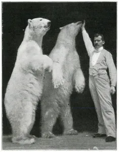 Standing Prints: Richard Sawade and polar bears at the London Hippodrome