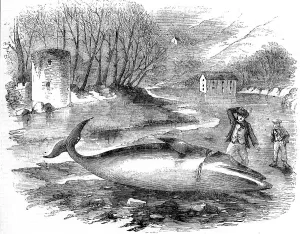 Animal Prints: Rorqual Whale captured in the River Dart, Devon 1856