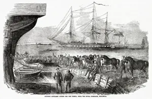Woolwich Prints: At the Royal Dockyard, Woolwich, artillery horses are shipped to the Crimea Date