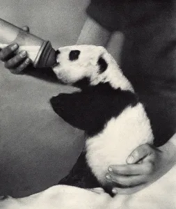 Feeding Prints: Ruth Harkness and her baby Giant Panda, Sun-Lin