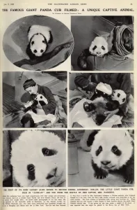 Ruth Prints: Ruth Harkness and her baby Giant Panda, Sun-Lin