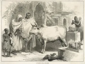 Cattle Prints: Sacred bull in Benares, India