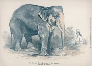 Barnum Prints: Sacred White Elephant