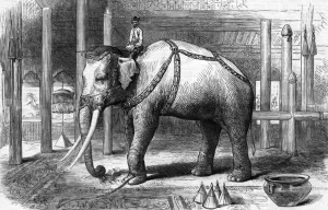 Elephants Prints: The Sacred White Elephant